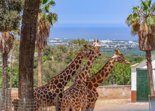 ZOO SAFARI- UDHETIM DITOR